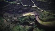 Eel