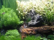 Aquascape tanks are meticulously planned and beautiful to look at.