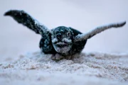 60-70 Tage nach der Eiablage schlüpfen ungefähr 50 junge Lederschildkröten aus einem Sand-Nest.