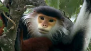 Rotschenklige Kleideraffen kommen nur in Vietnam, im Grenzgebiet zu Laos vor.