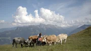 Mutterkuhzucht auf Hochalm.