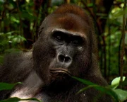 Der Silberrücken Makumba ist eine kleine Berühmtheit: Er führt seine Gruppe Westlicher Flachlandgorillas schon seit etwa 20 Jahren.
