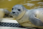 Ein Heuler, der ins Auswilderungsbecken darf.