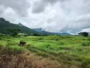 Grüne Hänge und Berge mit einer Kuh in der Nähe der Stadt Nadi auf den Fidschi-Inseln.