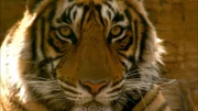 Indische Tiger: Anfang der 2000er Jahre waren sie fast ausgerottet.