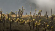 Die Espeletia prägt die Hochlandsteppe Kolumbiens, Páramo genannt.