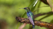 Im subtropischen Andenklima lockt die Blütenpracht Nektarschlürfer und Flugweltmeister an: Kolibris.