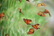 Die "Seelen der Verstorbenen" sind wieder zurück! Pünktlich zu Allerheiligen, dem Dia de los Muertos, kommen viele Millionen Monarchfalter (im Bild) nach Mexiko, um hier zu überwintern. Doch ihre Reise, die sie über 4.000 km führt, wird immer gefährlicher.