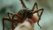 Die Little Barrier Wetapunga ist ein Riese unter den Insekten, Neuseeland.