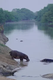 Nilpferde verbringen die Nacht damit, in der Umgebung zu grasen. Früh am Morgen kehren sie zurück zum Wasser.