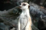 Riesenfutterverstecke für kleine Erdmännchen.