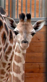 Das Giraffenjunge Martin ist nun alt genug für die Savannen-Anlage im Opel-Zoo.