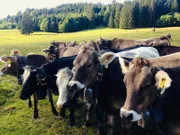 Kühe auf einer Sommerweide im Allgäu. Die Almbauern machen sich Sorgen, ob sie die Wölfe von den Nutztieren fernhalten können.