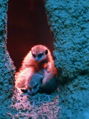Die Erdmännchen Mutter beschützt ihre fünf Kinder. Die geselligen Tiere leben in freier Natur in Rudeln im südlichen Afrika. Hier im Zoo Berlin sind Mutter und Kinder allein im Gehege.