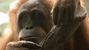 Orang-Utan-Dame Sirih vor ihrer Abreise in die USA.