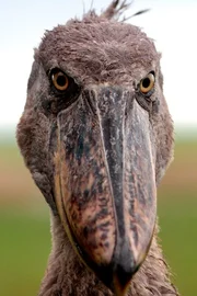 Die Bangweulusümpfe sind Heimat des Schuhschnabels. Ungefähr 1.000 dieser merkwürdigen Vögel leben hier noch.