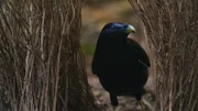 Seidenlaubenvogel