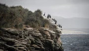 Die Gewässer vor den Falklandinseln bieten reiche Nahrung für Komorane.