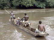 15 Uhr. Das Team von "Humboldts Erben" begleitet den Arzt und Epidemiologen Matthias Borchert durch die Buschwälder Ugandas und den Dschungel des Kongo. Er ist einem der gefährlichsten Feinde der Menschheit auf der Spur: dem Ebola-Virus.