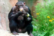 Schimpanse Chicko soll sein Pipi fuer die Forschung geben