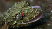 Nördlicher Blattschwanzgecko