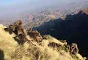Rund 10.000 Geladas leben im Simien-Nationalpark. Als endemische Affen sind sie geschützt.
