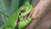 Ein Europäischer Laubfrosch klammert sich an einen Schilfhalm im Ampermoos.