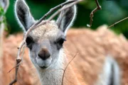 Guanako-Jungtier im Tierpark Berlin