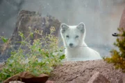 Polarfuechsin Mijou spielt Verstecken