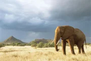 Afrikanischer Elefant