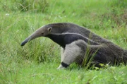 Huge claws adorn the front feet, perfectly engineered for tearing open cement-like nests…….but the longest third claw, gives the anteater a problem…..it makes walking tricky, so it has evolved to walk on it’s knuckles.  The head of this bizarre creature is mainly its nose, a bony tube which houses a tongue, over half a meter long ideal for reaching it’s preferred prey…..termites.   (Photo credit: © Paul Dennys)