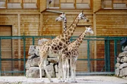 Giraffen im Opel-Zoo Kronberg.