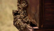 Der Bienenstock soll die Elefanten abschrecken.