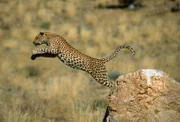 Springender Leopard