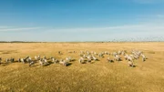Ungarische Graurinder in der Puszta mit einem Staren-Schwarm im Hortob·gy Nationalpark.