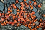 Aggregation von Feuerwanzen in Schl¸chtern