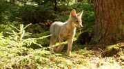 Wildlebender Wolfswelpe.