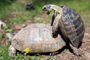 Sex, Drogen und Spiel - Überlebenswichtiges Vergnügen im Tierreich. Zwei Schildkröten beim Vergnügen.