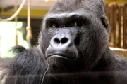 Gorilla-Mann Ivo beim so genannten Klickertraining. Sogar aus dem Strohhalm trinken hat er gelernt.