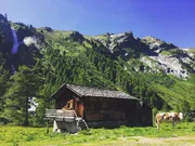Hütte und Kühe im Nationalpark