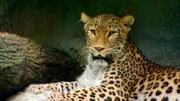 Leopardenkater Jarome aus dem Allwetterzoo Münster.