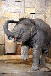 rbb Fernsehen PANDA, GORILLA & CO., TEIL 201, "Geschichten aus dem Zoo Berlin und dem Tierpark Berlin", als kompliziert erweist sich das Training von Elefantenkind Thuza für die Tierpfleger aus dem Tierpark: Typisch kleines Mädchen will sie nicht richtig hören und stillstehen schon gar nicht.