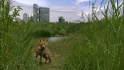 Fuchs am Wienerberg