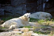 Im Tierpark Berlin gibt es Neuigkeiten: Die alte Anlage der Eisbären Troll und Eika soll umgebaut werden.