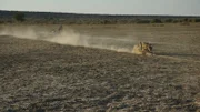 How do the fastest land animals run so fast? – Cheetah’s demonstrating how fast they can run in Na'ankuse Wildlife Sanctuary.