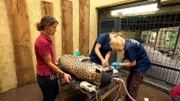 Leopardenkater Jarome aus dem Allwetterzoo Münster muss operiert werden. Tierpflegerin Anke überwacht den Eingriff ihres Schützlings genau. Zootierärztin Imke kümmert sich um seine eingewachsene Vorderkralle.