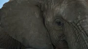 Why do elephants have trunks? Photo of the elephants at Adventures with Elephants in South Africa.