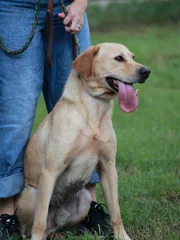 Mariah and Sweetcakes