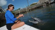 Are dolphins really as smart as we think? – A dolphin demonstrating how they can copy commands without their vision with their trainer Katy Donegan at the Dolphin Research Center.