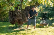 Die dritte Gartenreise geht nach Baden-Württemberg. Axl Jansen hat als Fotograf lang in Berlin und Paris gelebt und nun den gut 800 Quadratmeter großen Garten seiner Eltern in Besigheim in der Nähe von Stuttgart geerbt. Prachtstück mitten auf dem Grün ist ein großer alter Kirschbaum, unter dem er gerne feiern möchte.